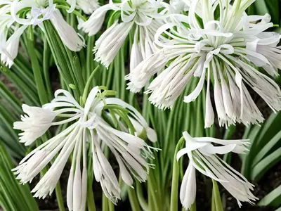 Allium Triquetrum (Three-Cornered Leek)