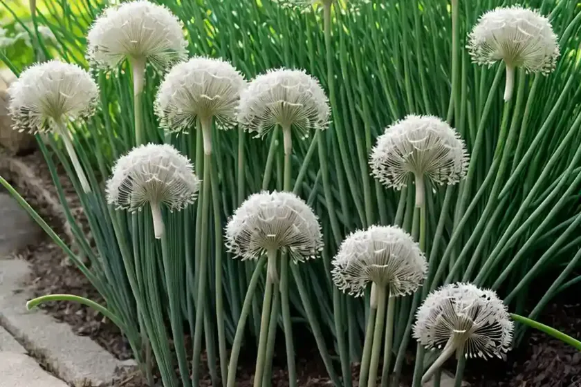 Allium Tuberosum (Garlic Chives) — photo 2