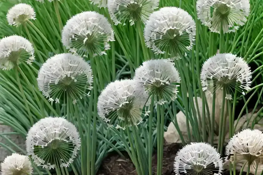 Allium Tuberosum (Garlic Chives) — photo 3