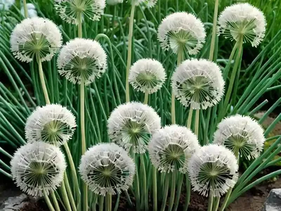 Allium Tuberosum (Garlic Chives)