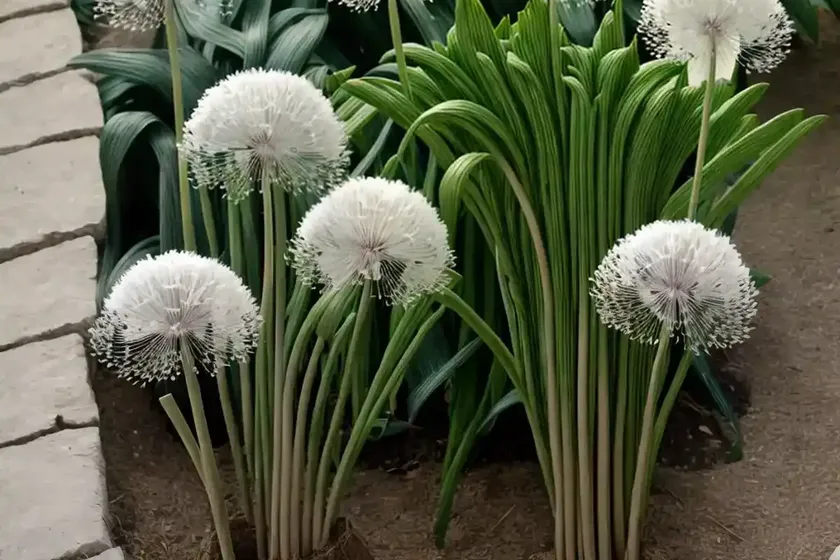 Allium ursinum (wild garlic) — photo 2