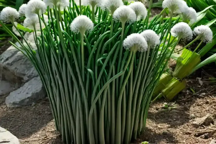 Allium ursinum (wild garlic) — photo 3