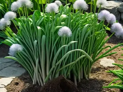 Allium Ursinum (Wild Garlic)