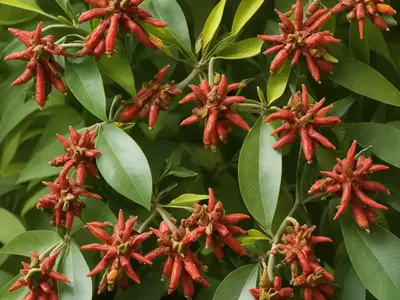 Allspice (Pimenta Dioica)