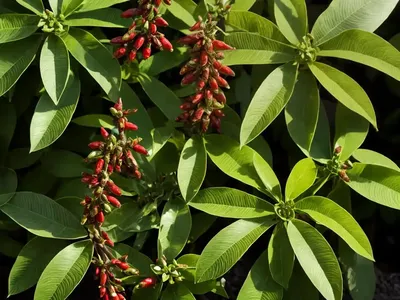 Allspice (Pimenta Dioica)
