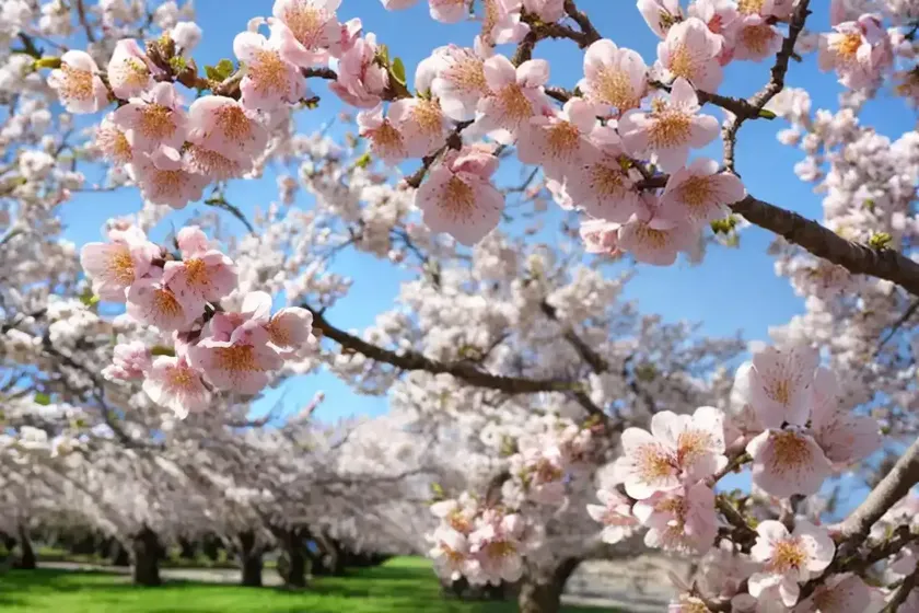 Almond (Prunus Dulcis) — photo 2