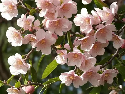 Almond (Prunus Dulcis)