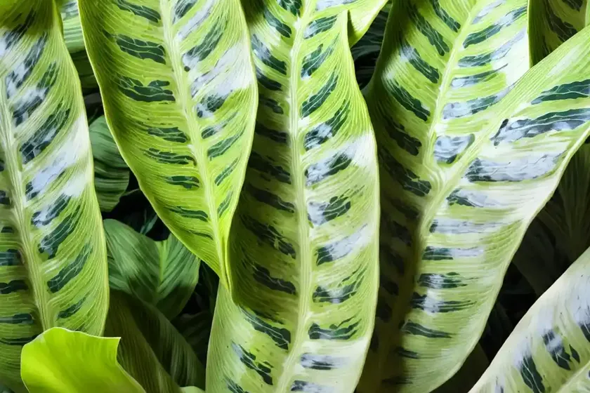 Alocasia baginda (alocasia baginda ‘dragon scales’) — photo 3