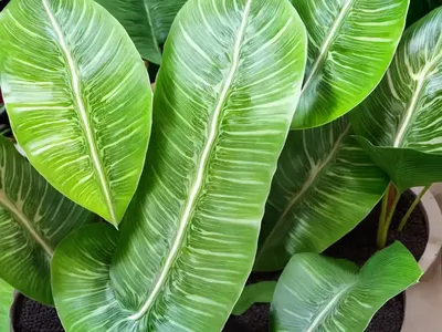 Alocasia Baginda (Alocasia Baginda ‘Dragon Scales’)