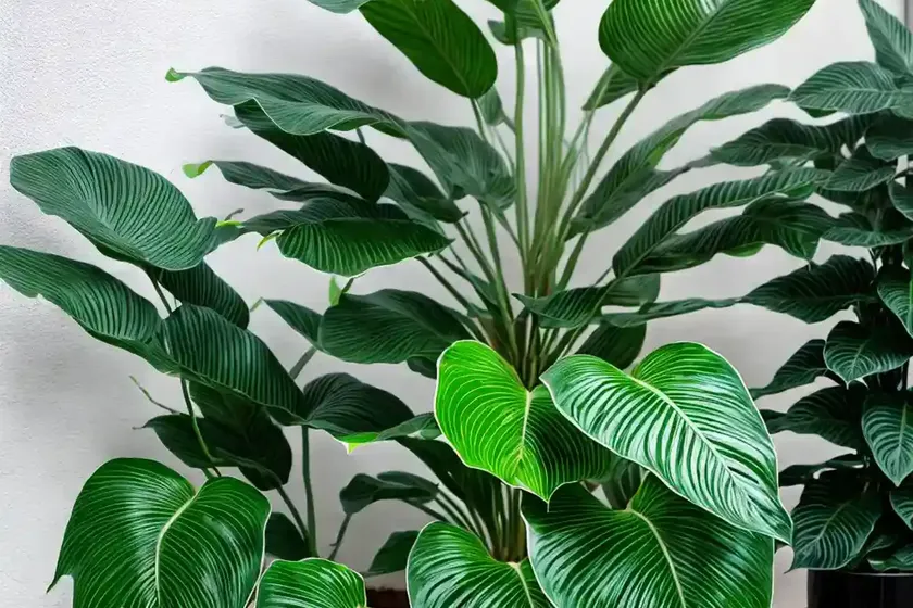 Alocasia baginda silver dragon (alocasia silver dragon) — photo 2