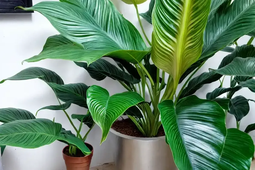 Alocasia baginda silver dragon (alocasia silver dragon) — photo 3