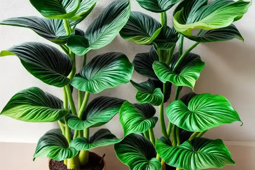 Alocasia bambino (alocasia iowii) — photo 2