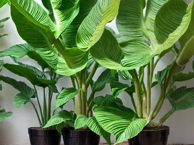 Alocasia Bambino (Alocasia Iowii)