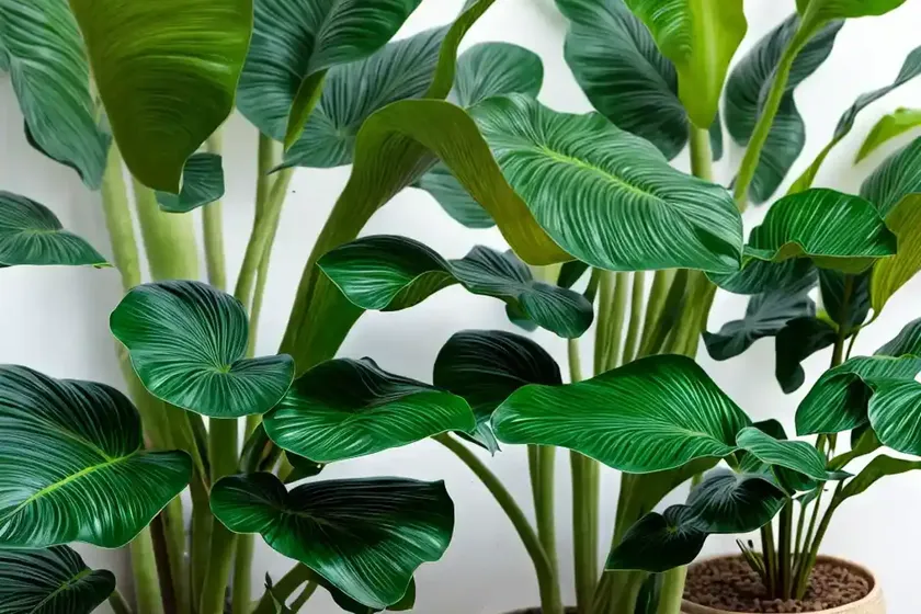 Alocasia calidora (alocasia calidora) — photo 3