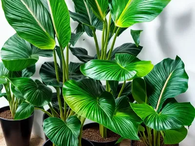 Alocasia Calidora (Alocasia Calidora)
