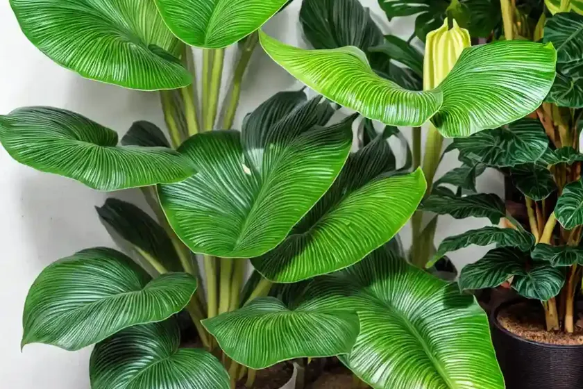 Alocasia Cuprea (Alocasia Cuprea) — photo 2