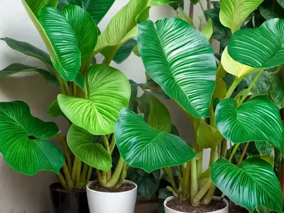 Alocasia Cuprea (Alocasia Cuprea)