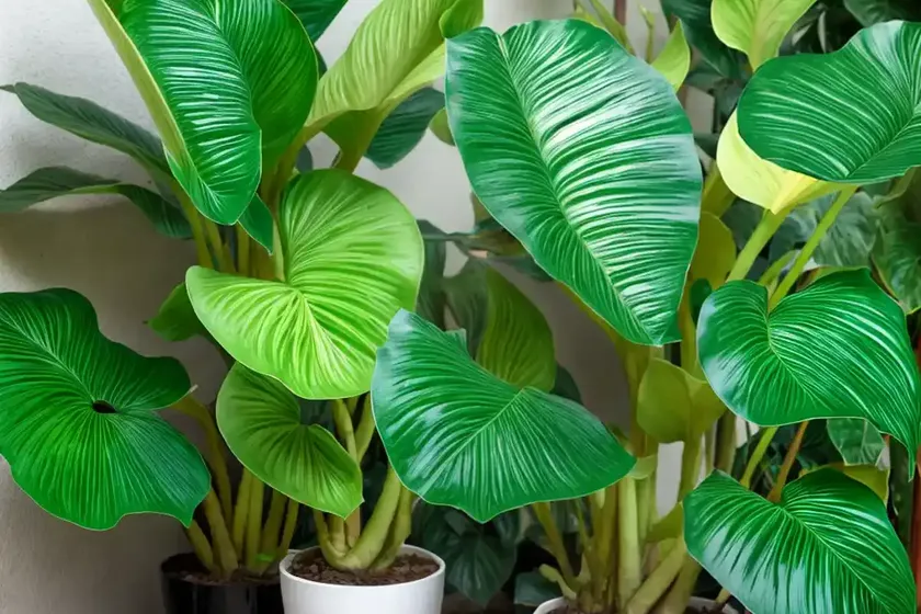 Alocasia Cuprea (Alocasia Cuprea)
