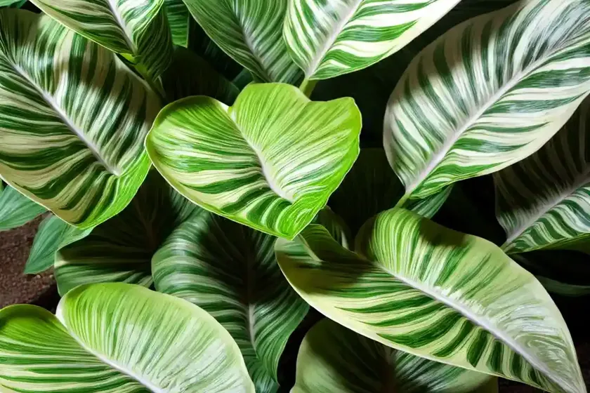 Alocasia lauterbachiana (alocasia lauterbachiana) — photo 3