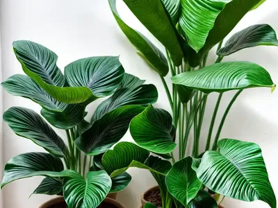 Alocasia Longiloba (Alocasia Longiloba)