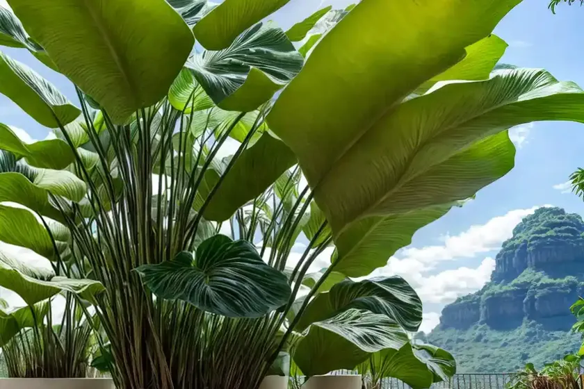 Alocasia macrorrhiza (giant taro)