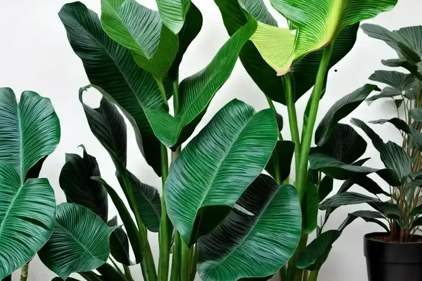 Alocasia ‘mayan mask’ (elephant ear) — photo 2
