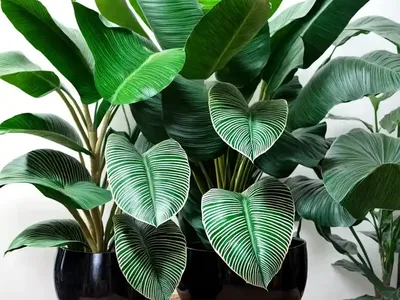 Alocasia ‘Mayan Mask’ (Elephant Ear)