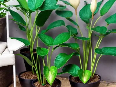 Alocasia Odora (Night-Scented Lily)