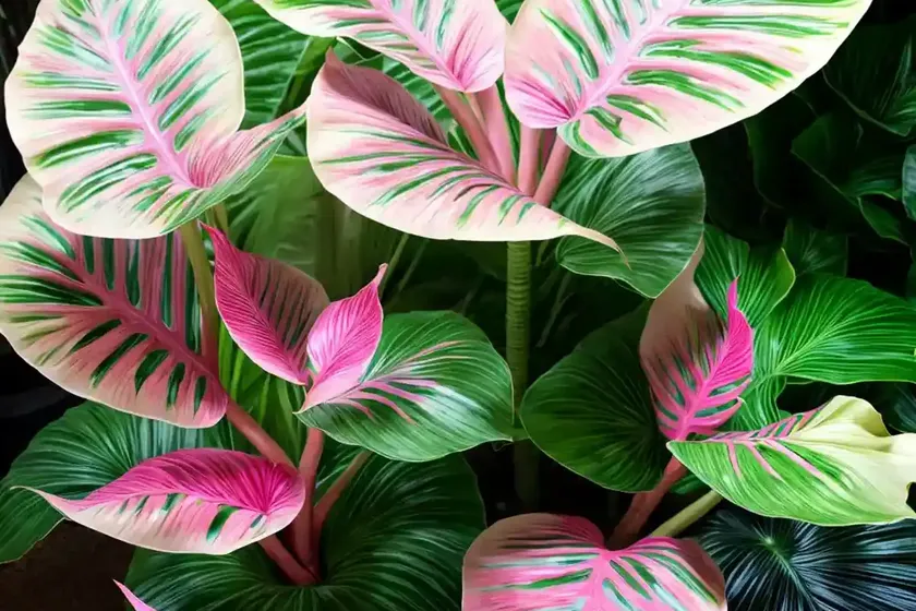 Alocasia Pink Dragon Alocasia Pink Dragon — photo 3