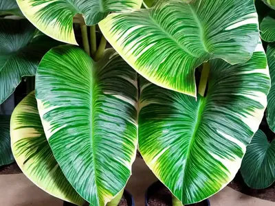 Alocasia ‘Portora’ (Elephant Ear)