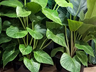 Alocasia Regal Shield (Alocasia ‘Regal Shields’)