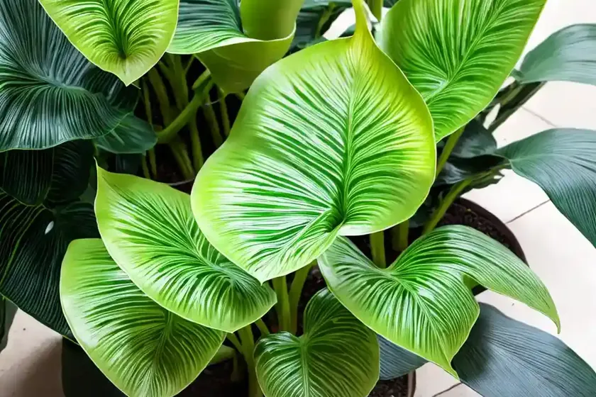 Alocasia stingray (alocasia stingray) — photo 3