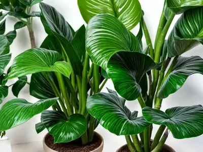 Alocasia Tiny Dancer (Alocasia ‘Tiny Dancer’)