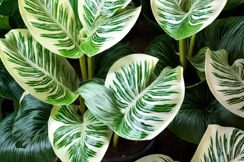 Alocasia variegata (alocasia macrorrhizos variegata) — photo 2