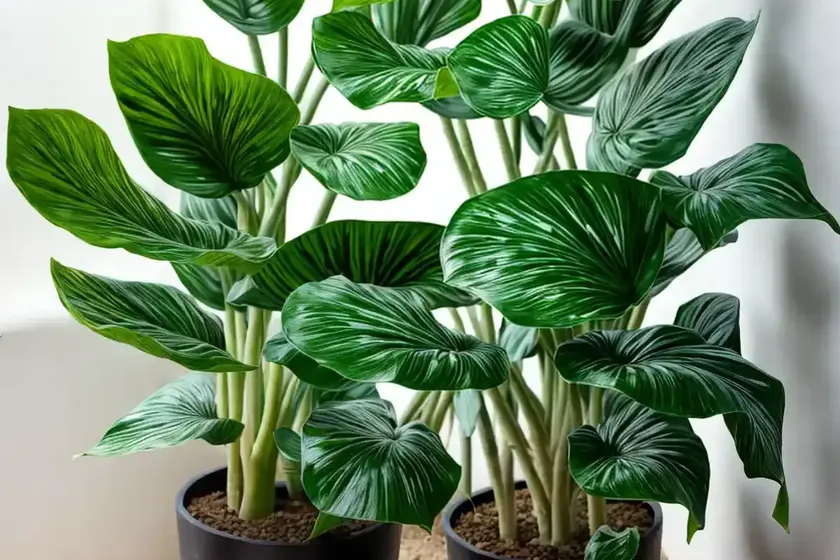 Alocasia variegata (alocasia macrorrhizos variegata) — photo 3