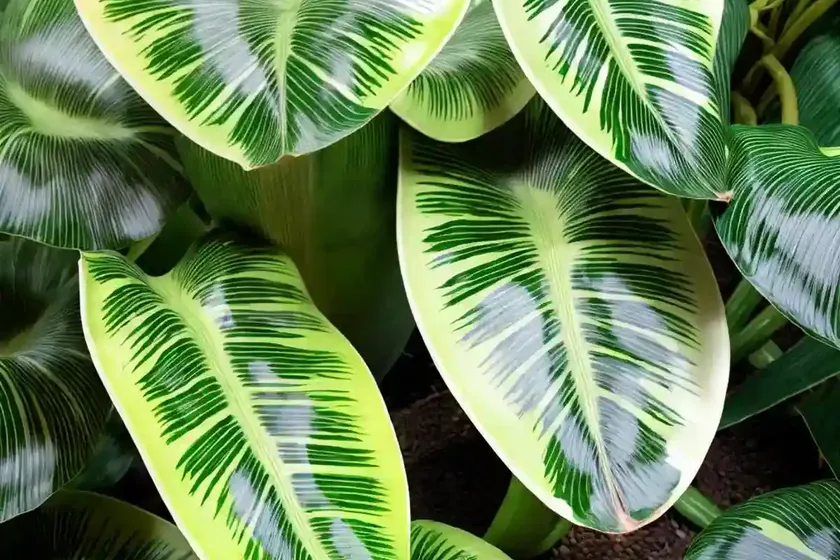 Alocasia wentii (alocasia wentii ‘hardy elephant ear’) — photo 3