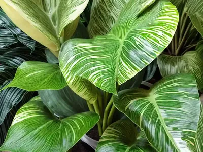 Alocasia Wentii (Alocasia Wentii ‘Hardy Elephant Ear’)