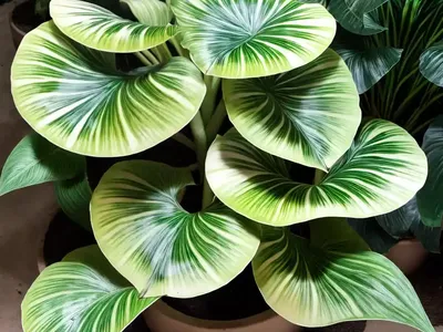 Alocasia X Amazonica ‘Polly’ (Amazonian Elephant Ear)