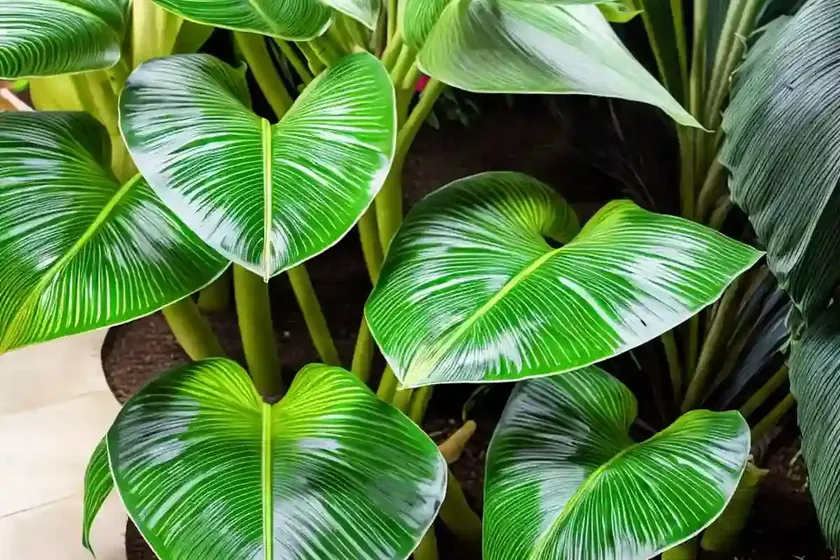Alocasia yucatan princess (alocasia sarawakensis ‘yucatan princess’) — photo 3