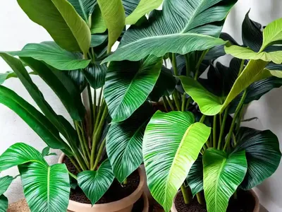 Alocasia Yucatan Princess (Alocasia Sarawakensis ‘yucatan Princess’)