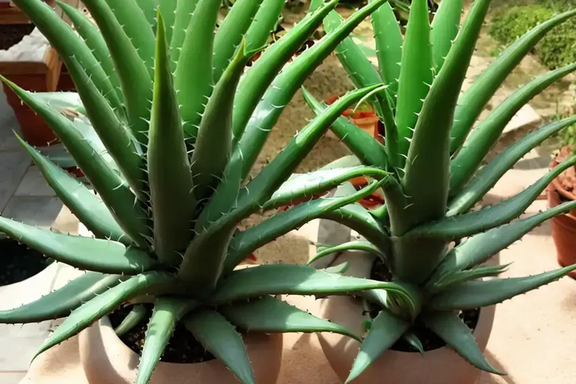 Aloe (aloe rauhii) — photo 3