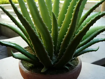 Aloe (Aloe Vera)