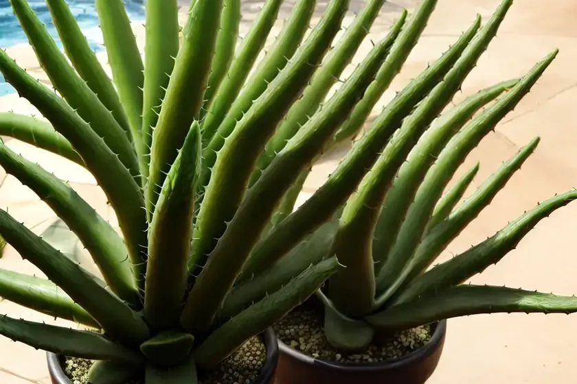 Aloe broomii (snake aloe) — photo 3