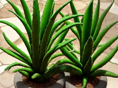 Aloe Broomii (Snake Aloe)
