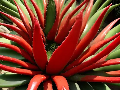 Aloe Cameronii (Red Aloe)