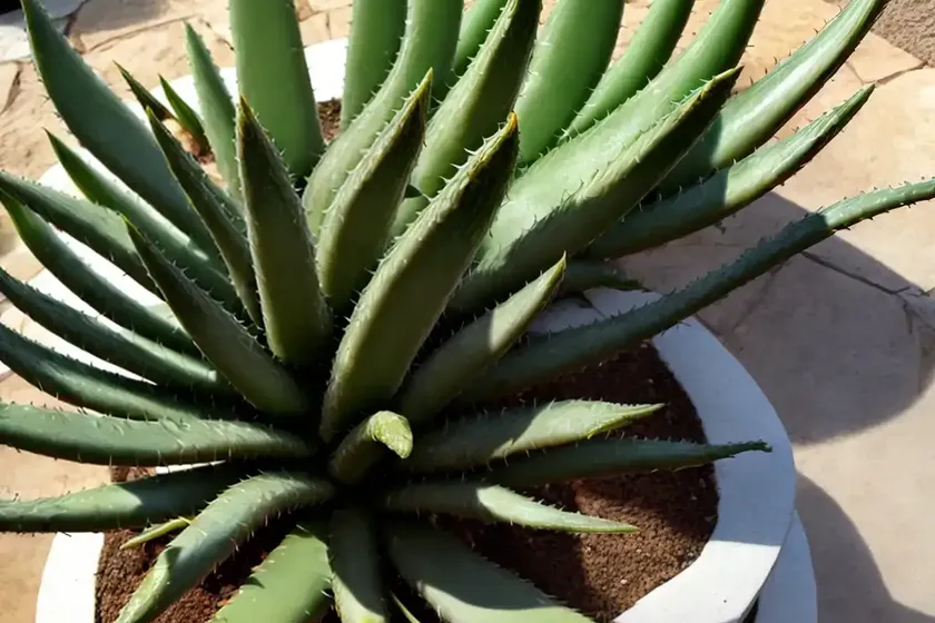Aloe capitata var. quartziticola) — photo 2