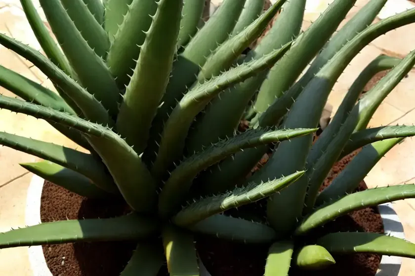 Aloe capitata var. quartziticola) — photo 3