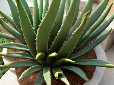 Aloe Capitata Var. Quartziticola)