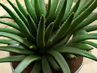 Aloe Distans (Jewel Aloe)