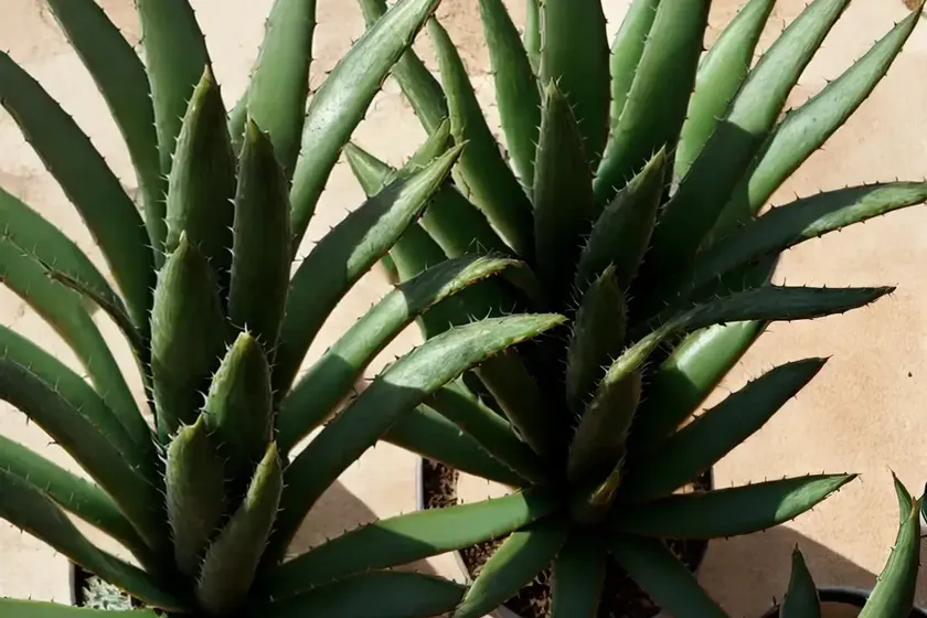Aloe ferox (cape aloe) — photo 2